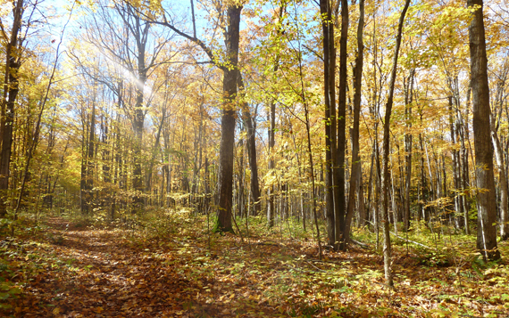 Fall Light in Copeland