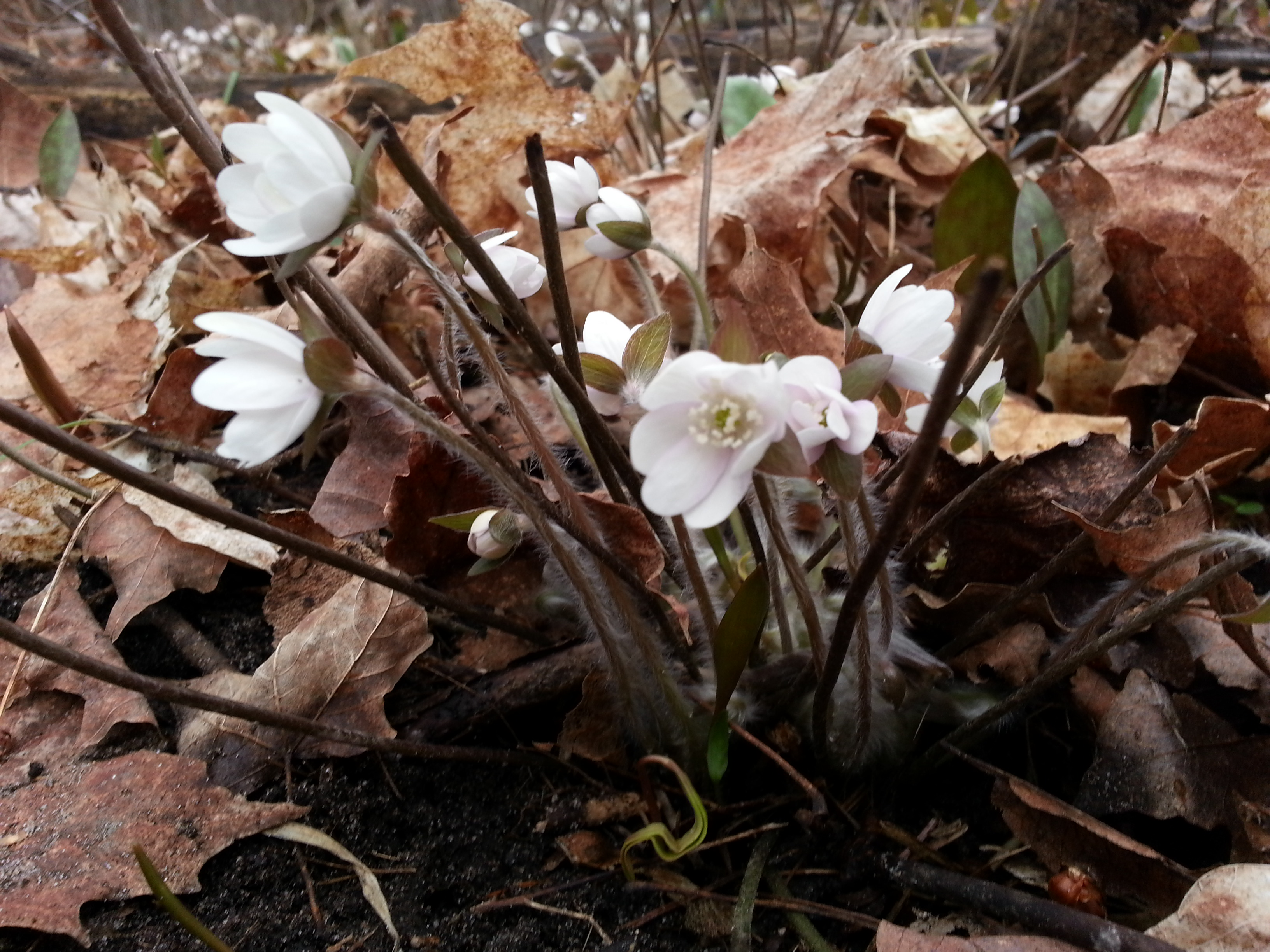 Sharp-lobed Hepatica in bloom