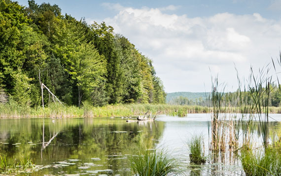 Copeland Wetland scene