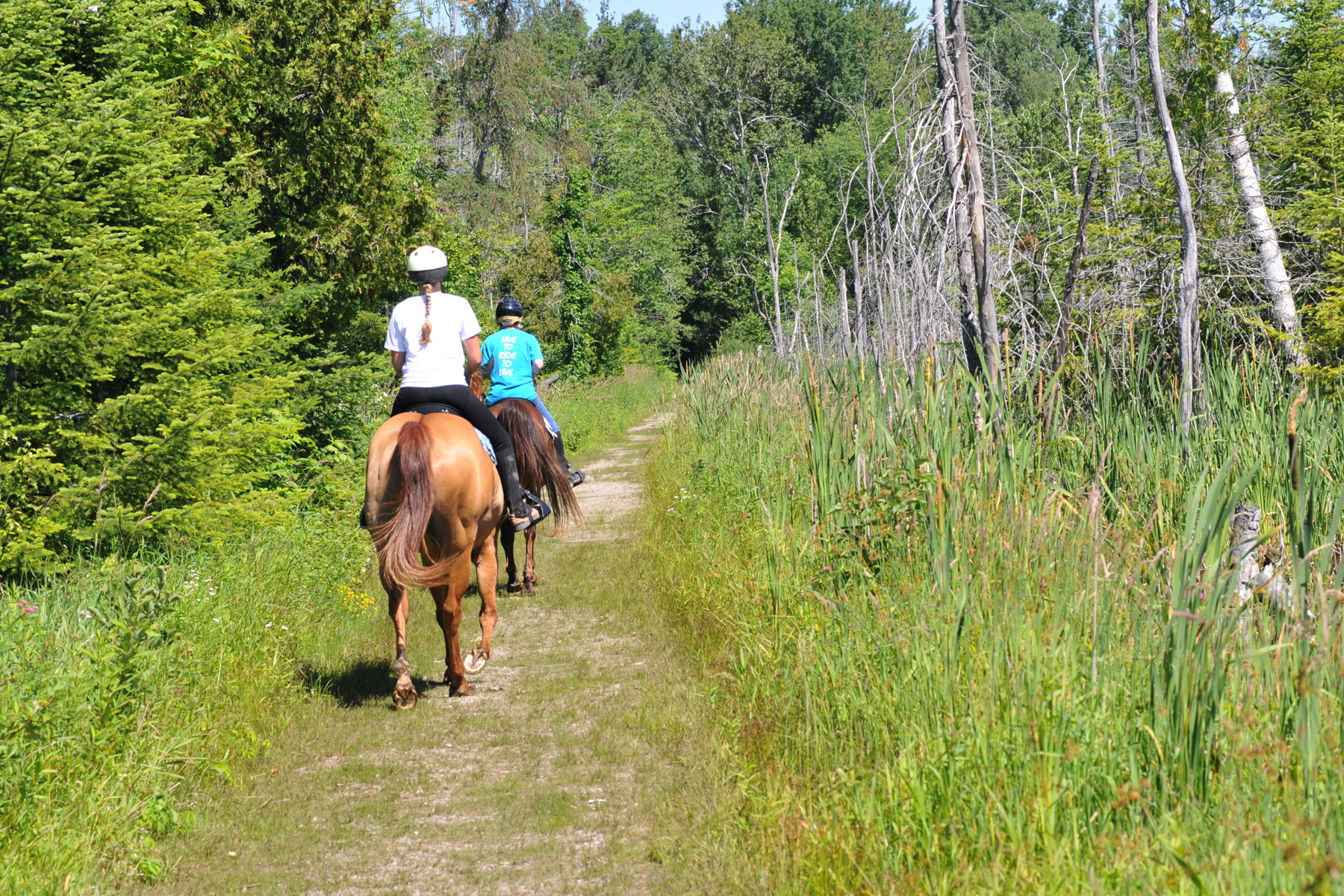 Horseback Riders on the 3rd line of Copeland Forest