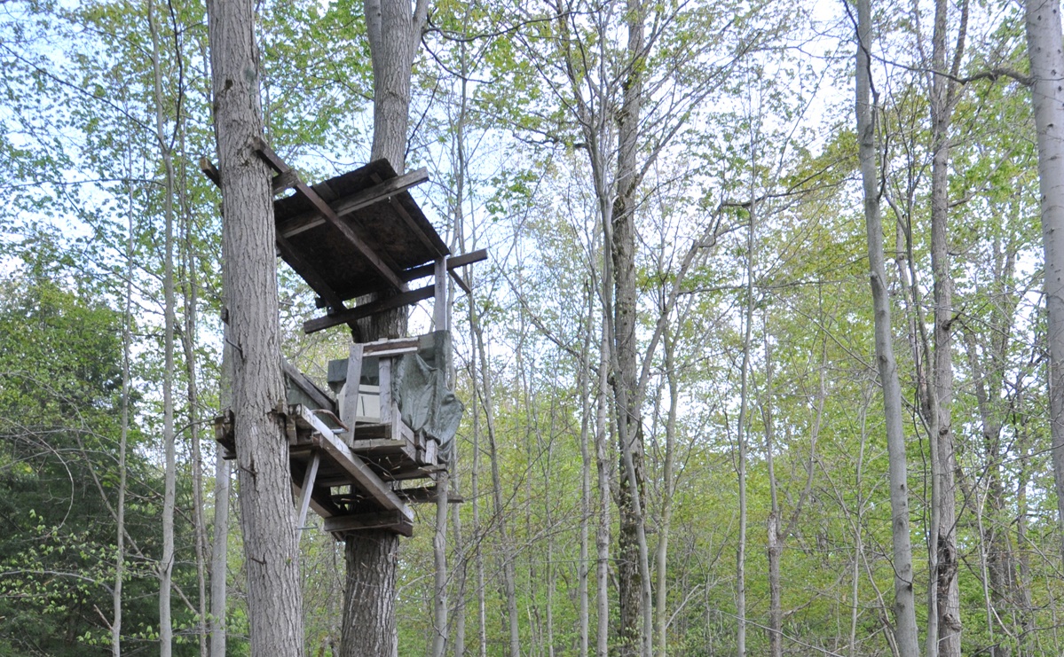 Deer Hunting platform in tree near 5th line