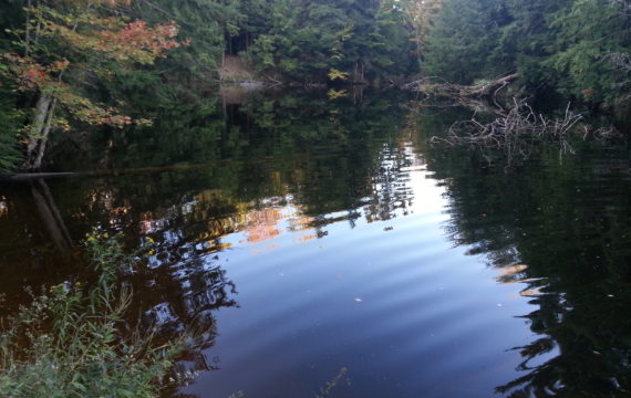 a view to the well known pond in the copeland forest