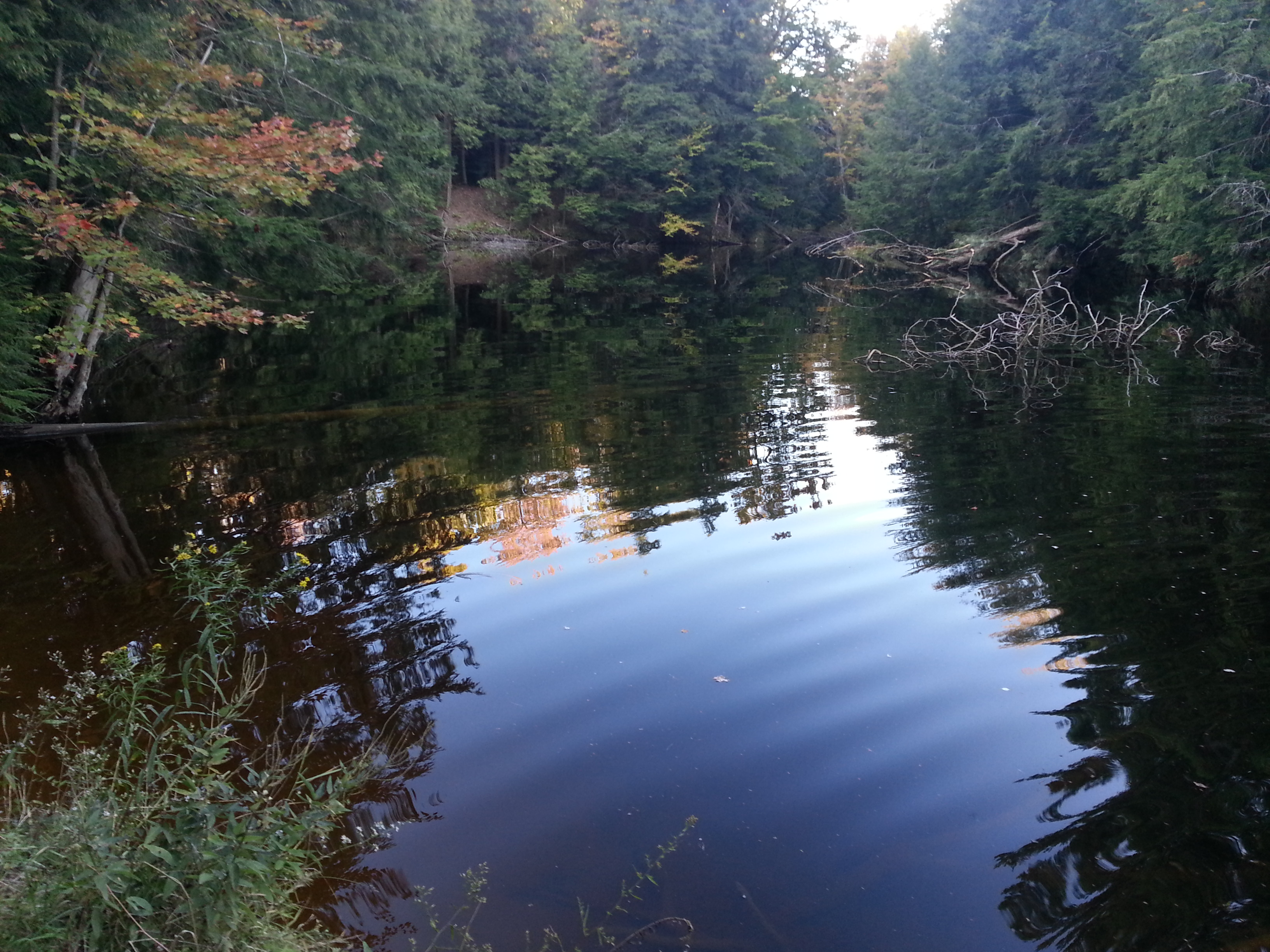 a view to the well known pond in the copeland forest