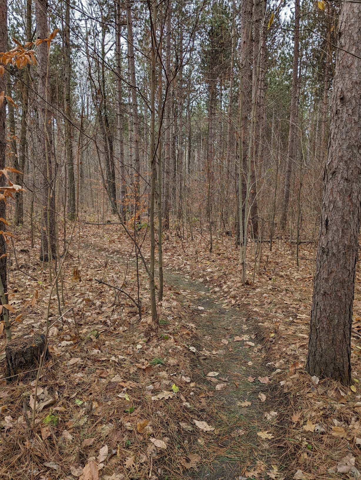 Copeland single track 2